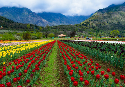7 Days Amritsar to Srinagar Escape